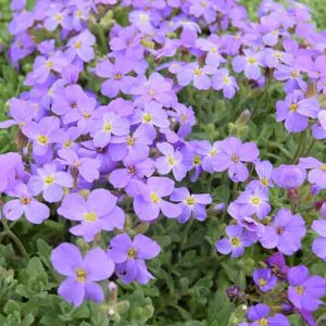 Aubrieta 'Blue Cascade' (Cascade Series) ---